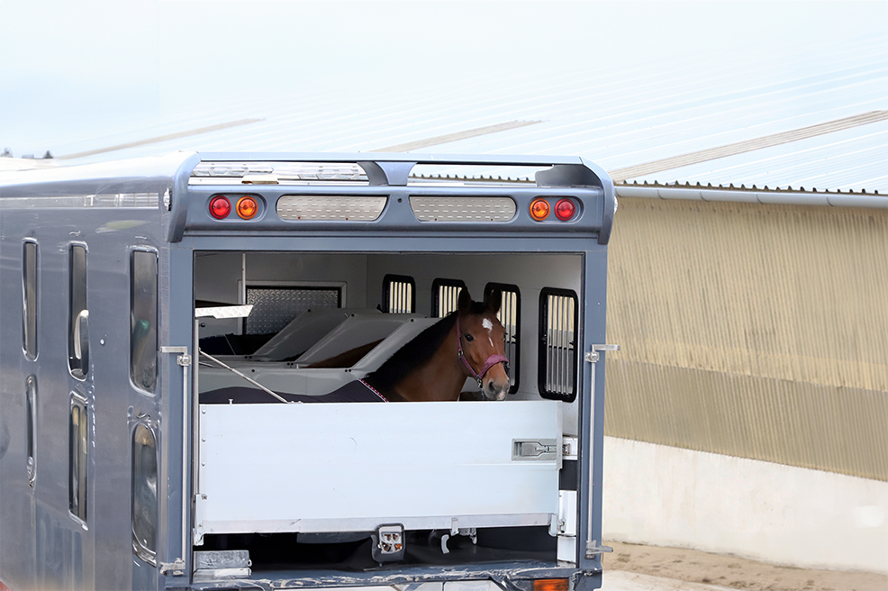 Animal Transport Customs Clearance