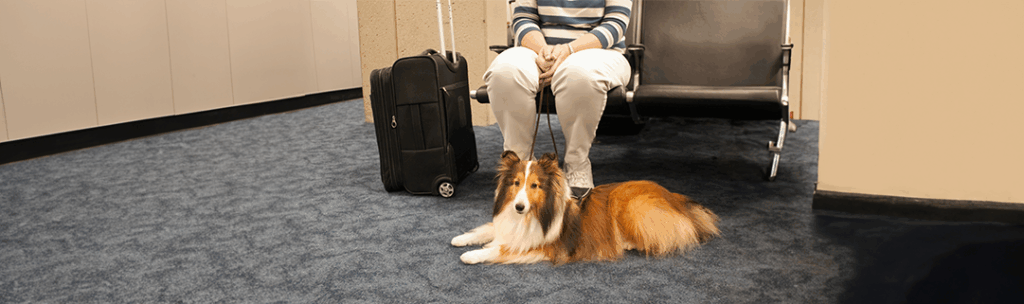 Animal Customs Clearance