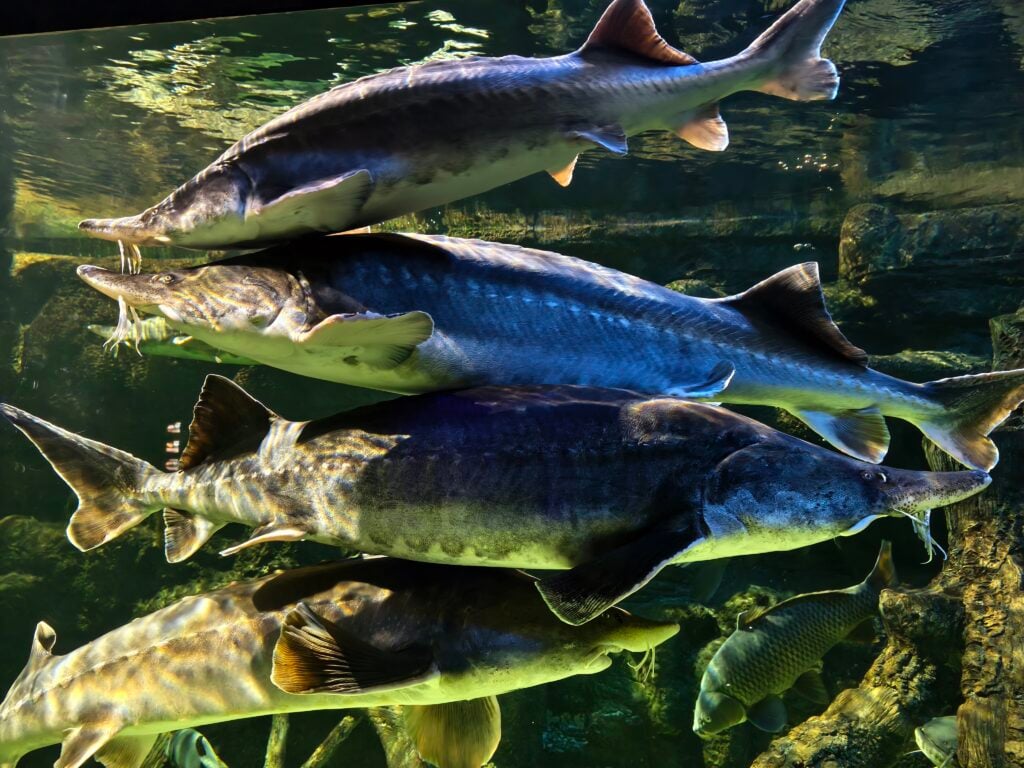 sturgeon fish